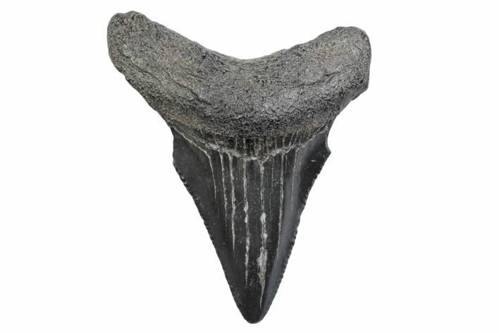 Serrated, Juvenile Megalodon Tooth - South Carolina #370177